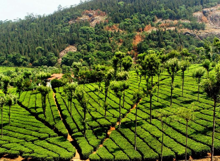 coonoor coonoor