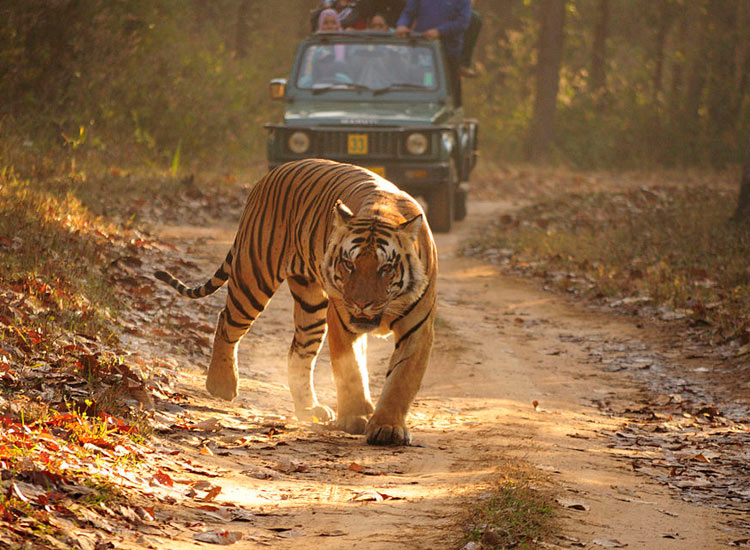 best safari south india