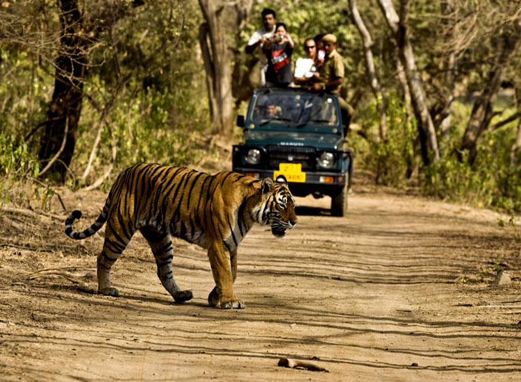 top safaris in india