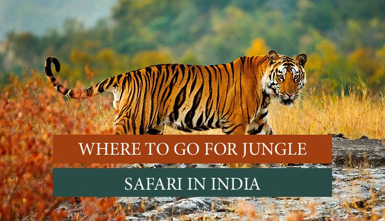 how many safari in india