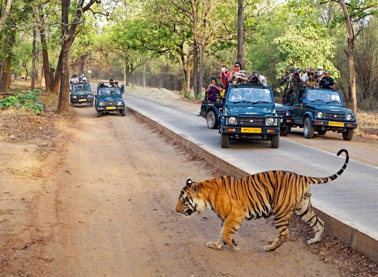 biggest jungle safari in india