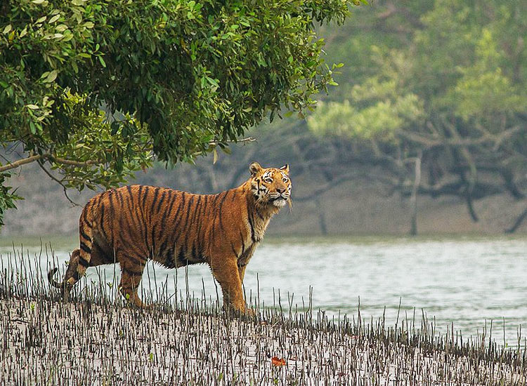 safari top india