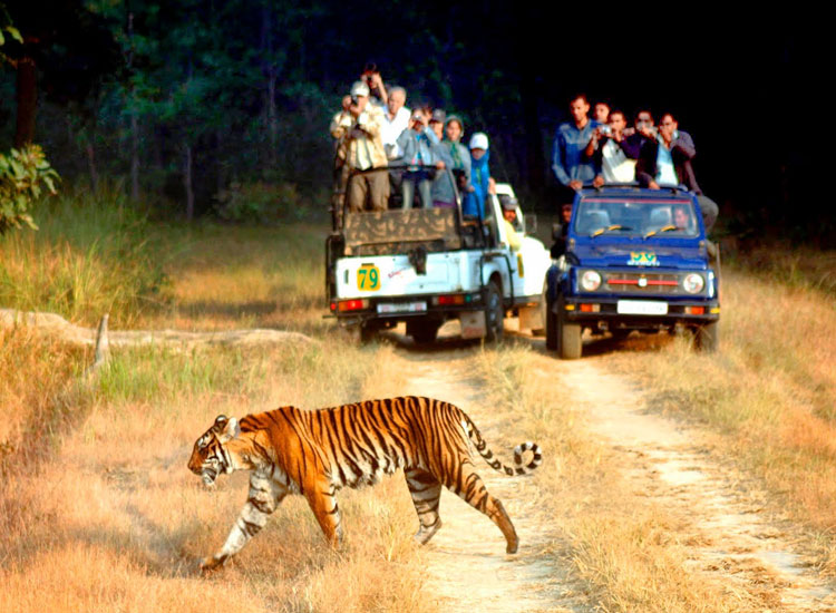 Ranthambore National Park,