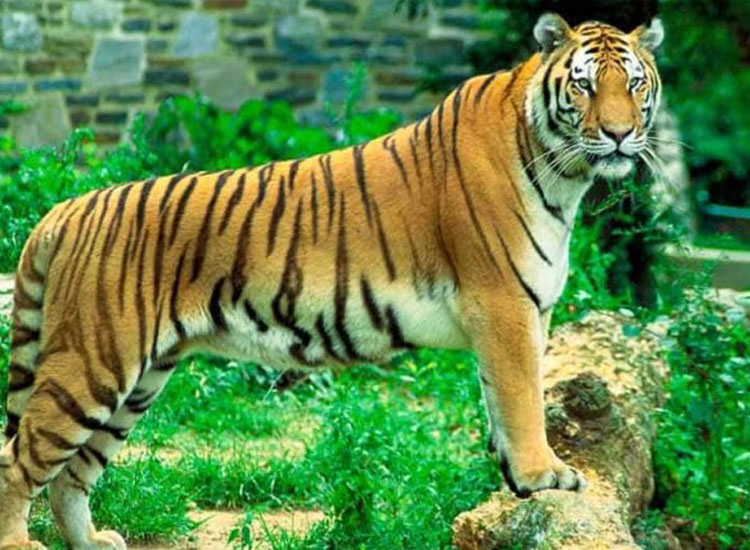 Sariska Tiger Reserve Famous | Wildlife Parks in Rajasthan