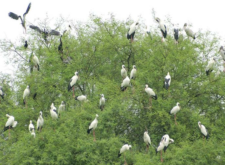 Bharatpur Bird Sanctuary Bharatpur Rajasthan