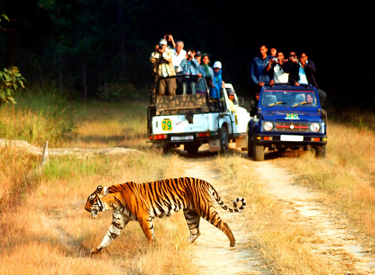 Wildlife Safari in India