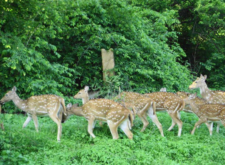 madhya pradesh me tourist places