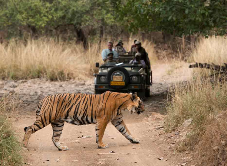 Ranthambore National Park