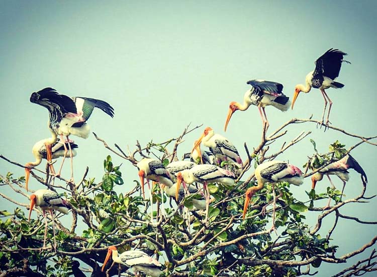 bird watching kumarakom