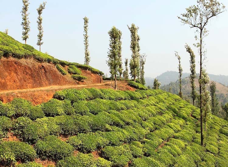 spice plantations in kerala