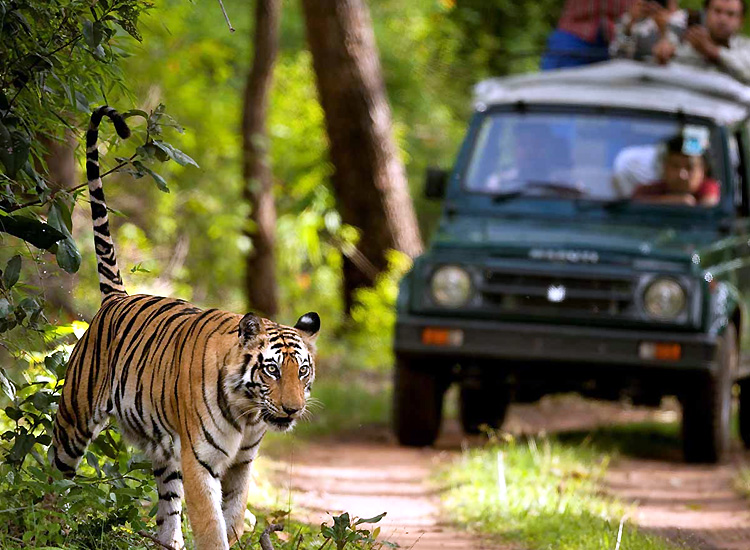 wildlife safari in corbett national park