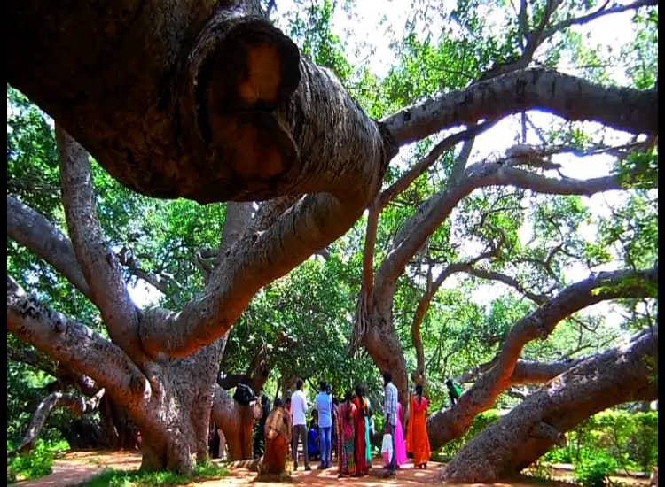 Tourist is watching 700 year old pillalamarri banyan tree