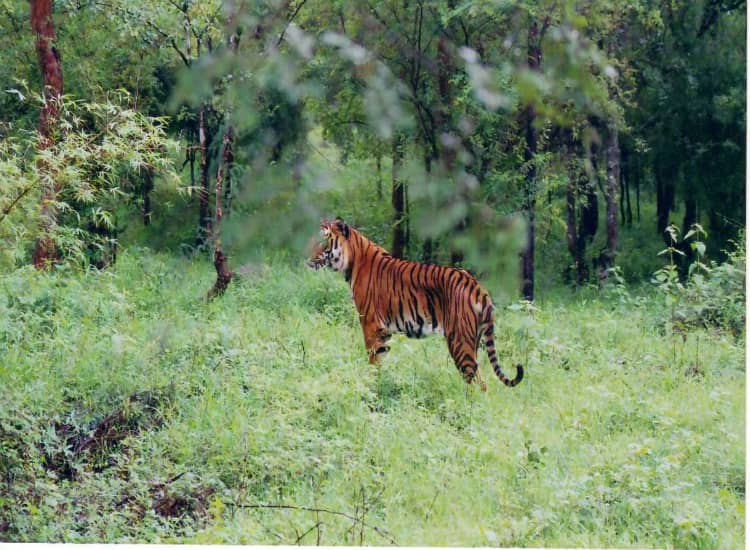 Tiger on Bhadra Wildlife Sanctuary