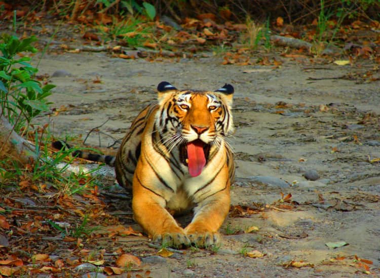 Sariska Wildlife Sanctuary