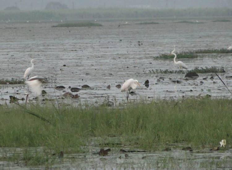 Kondakarla Bird Sanctuary