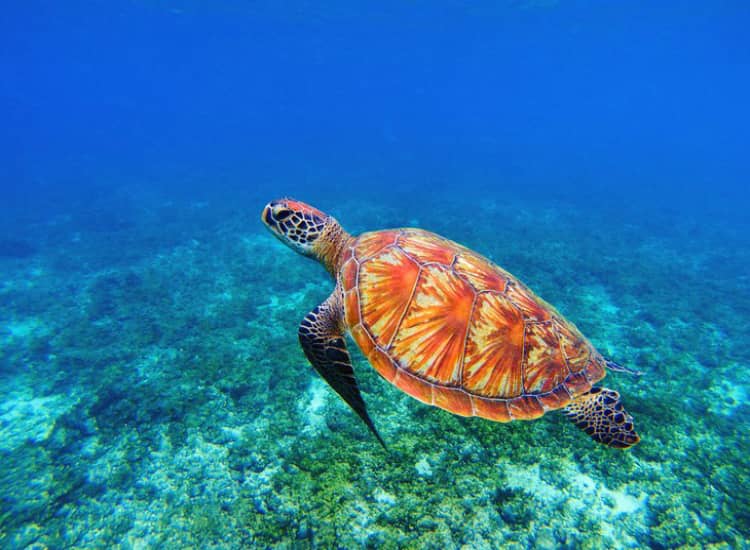 Apo Island in Philippines