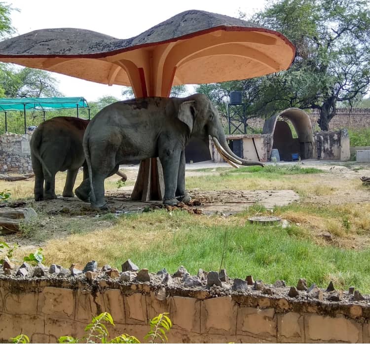 Kids is watching Elephants at Chidiya Ghar, Delhi