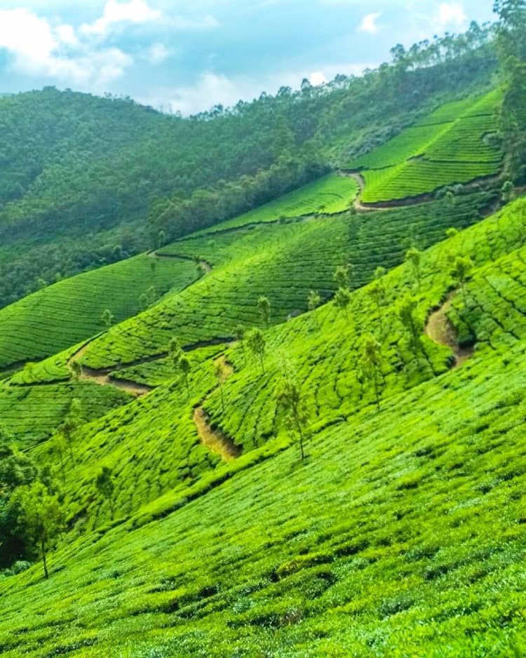 Munnar is best for couples in April