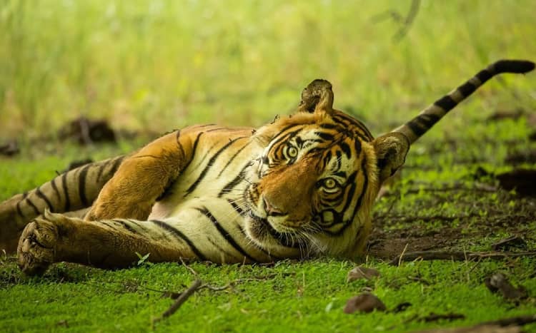 Sariska Tiger Reserve