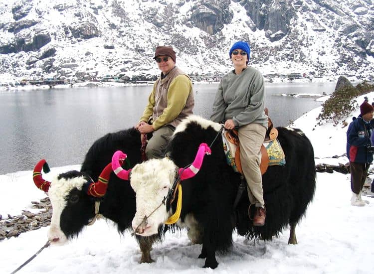 Honeymoon couple is enjoying Yak safari in gangtok