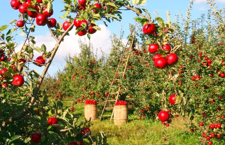 Eat apples at Fruit Orchards