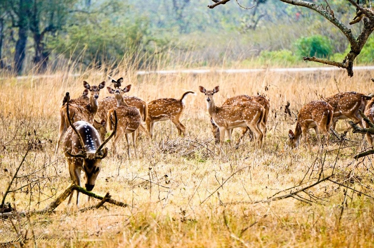 Bandipur National Park