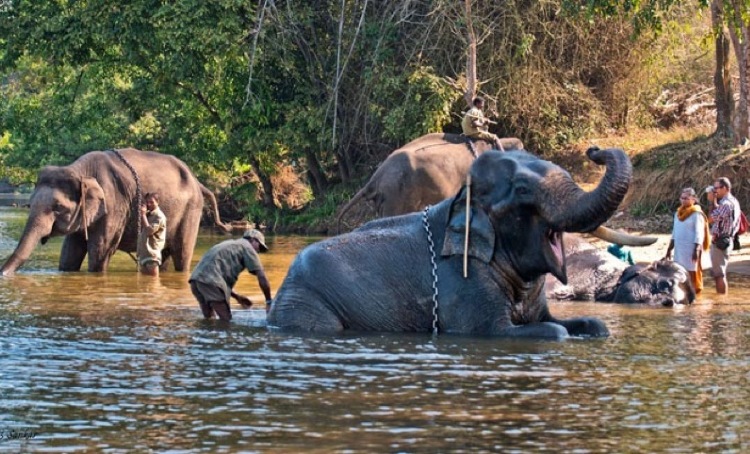 Dubare Elephant Camp