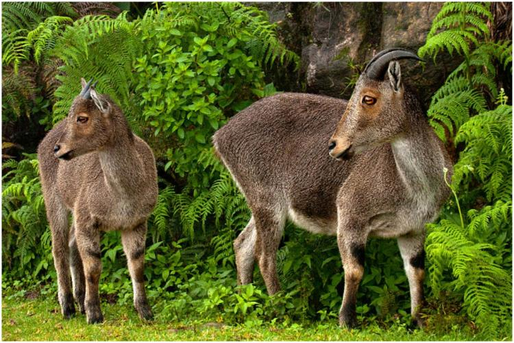 Eravikulam National Park