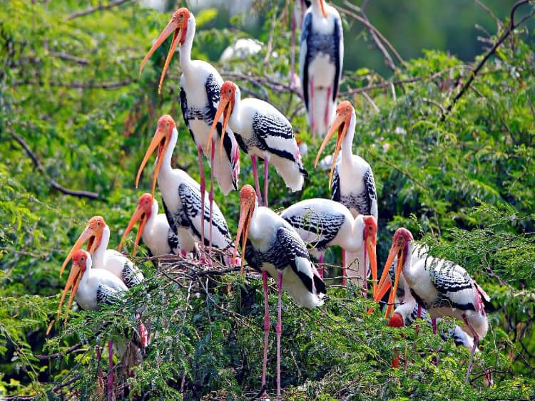 Keoladeo National Park