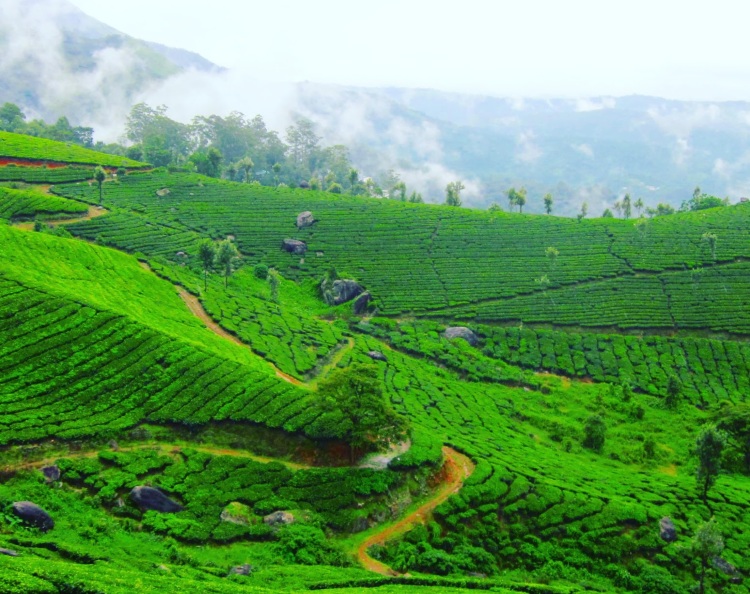 Kolukkumalai Tea Estate