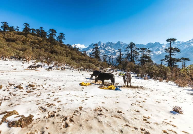 Khangchendzonga National Park