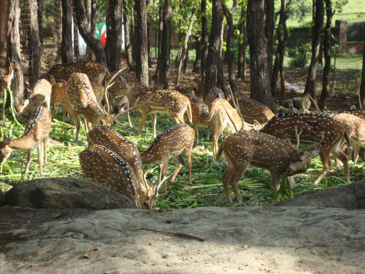 Malsi Deer Park