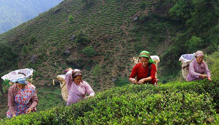 Tukvar Valley Tea Estate