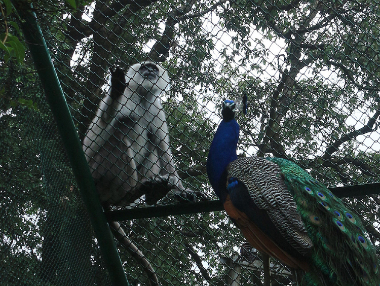 Himalayan Bird Park