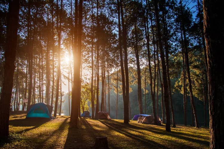 Kiala Forest in Shimla