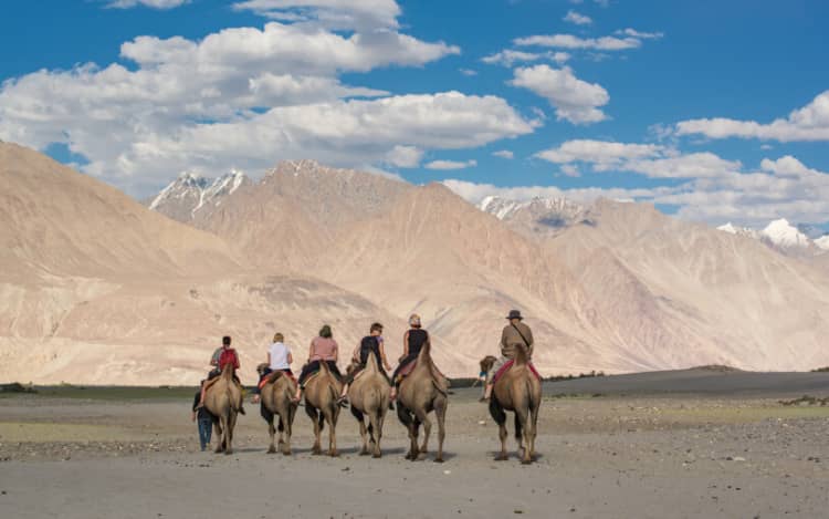 Enjoy Camel Safari in Ladakh