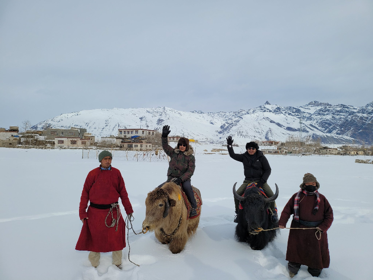 Enjoy Yak Safari in Ladakh