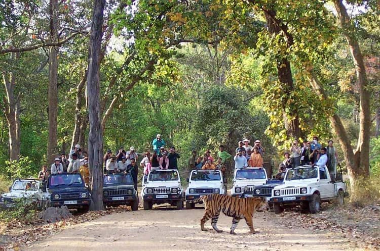 Jeep Safari at Changthang Wildlife Sanctuary