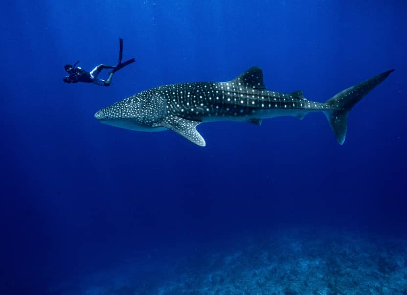 Shark Tourism in Maldives
