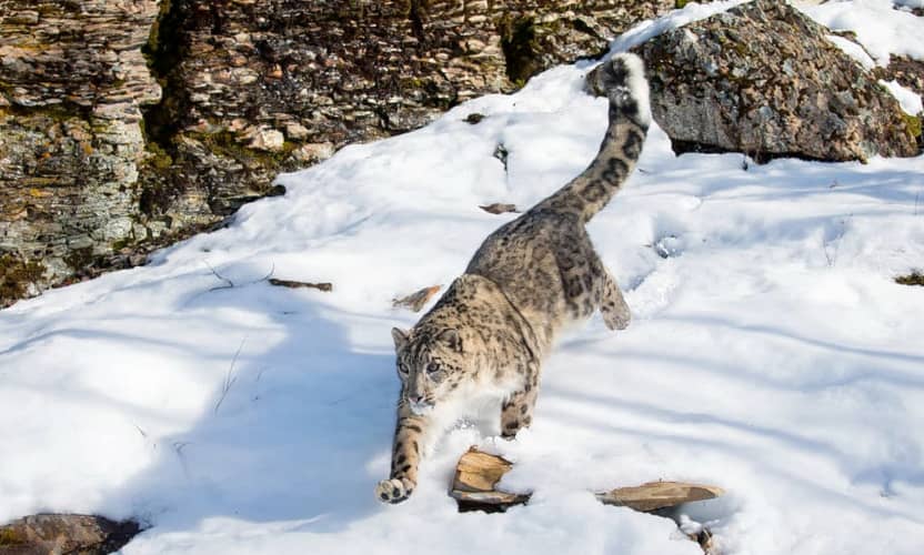 Snow Leopard