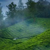 Cochin (Kochi)