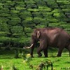 Madurai