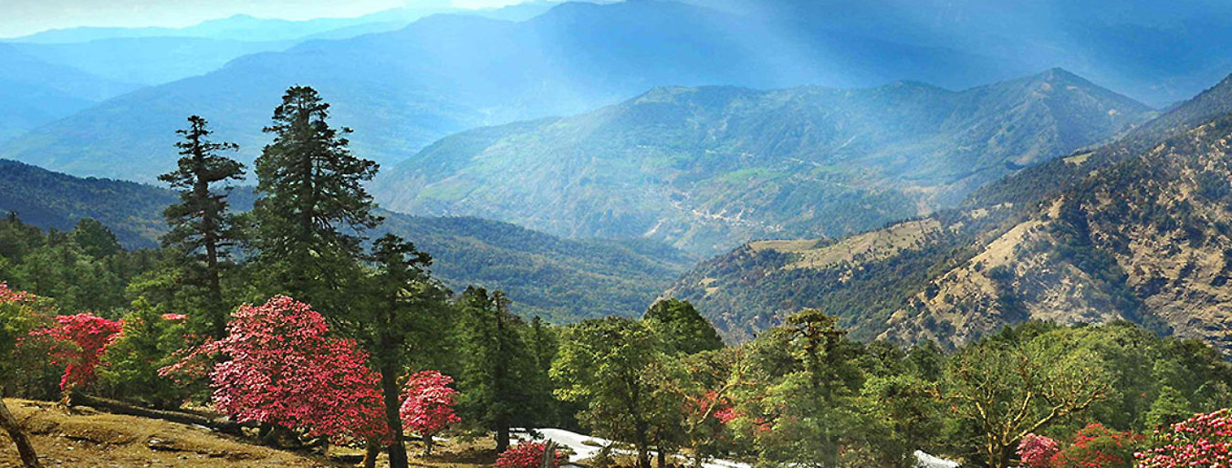 Ranikhet Honeymoon Packages