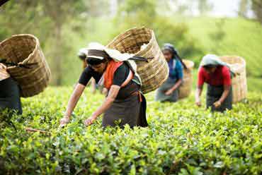 Assam Holiday Packages