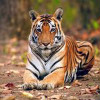 Kanha