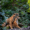 Ranthambore