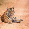 Sariska