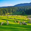 Sonamarg