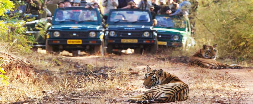 Siberian tiger safari