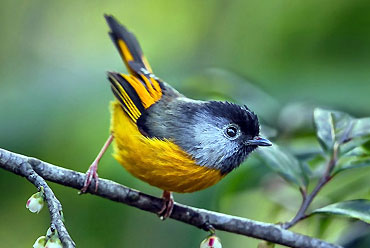 Birdwatching Tour in Arunachal Pradesh